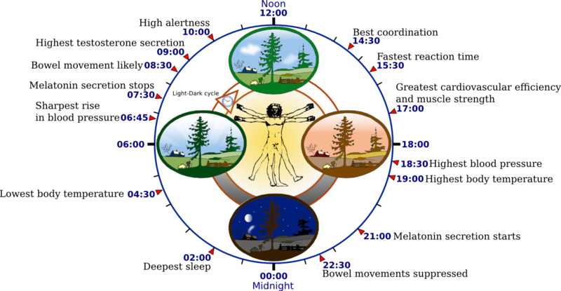 Biological clock