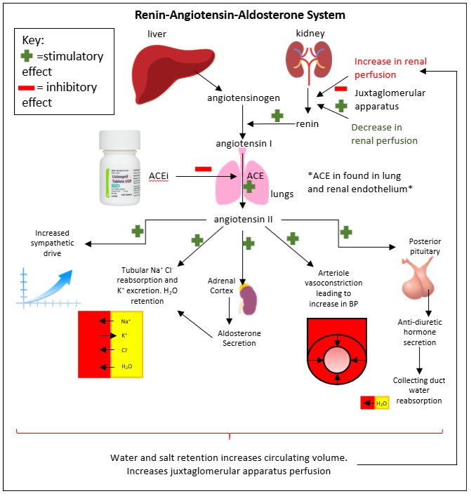 Illustration of Renin-Angiotensin Aldosterone system (RAAS) pathway