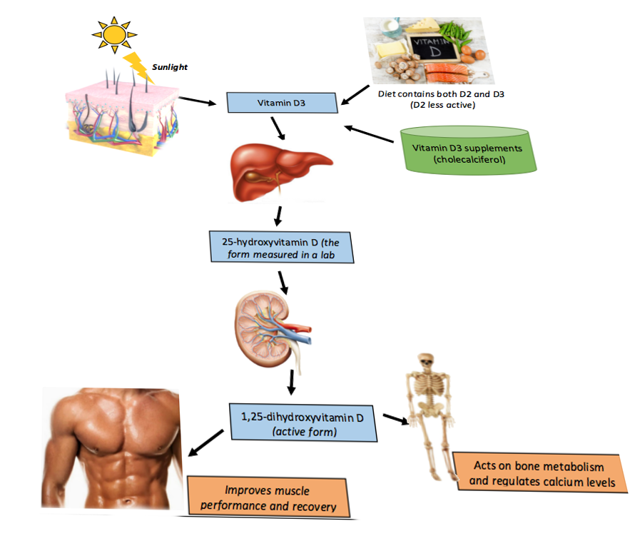 Vitamin D metabolism