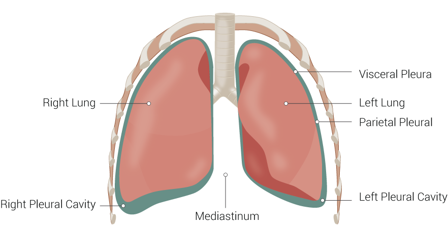 Lung Anatomy