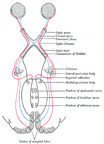 Neural signals to the eye