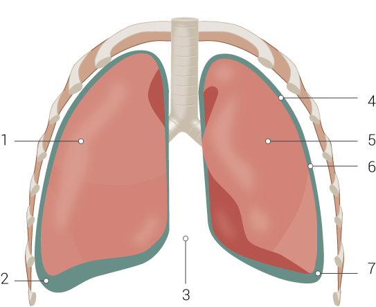 Lung Anatomy