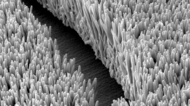 The figure shows the intestinal epithelium, where L cells are present.