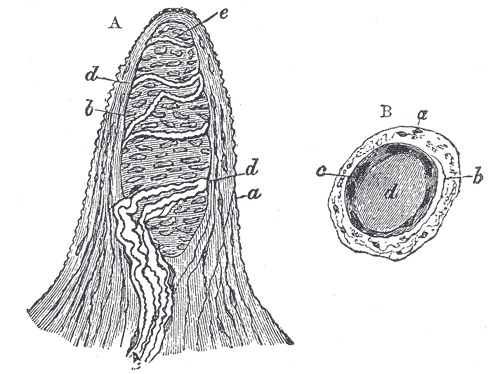 Papilla of the hand, treated with acetic acid