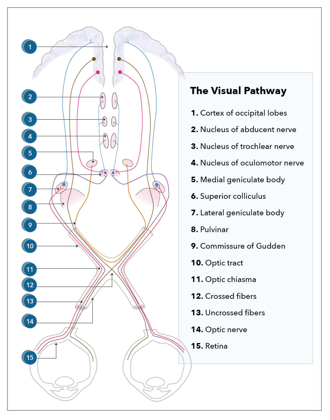 Visual Pathway