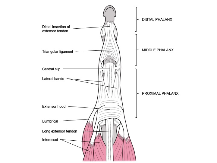 <p>Extensor Tendon Mechanism in the Finger