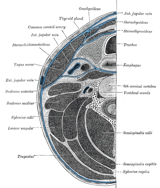 Deep cervical fascia of the neck (blue colour), being well-demonstrated by this transverse section at the level of the sixth cervical vertebra