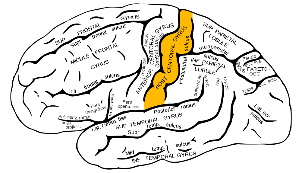 Gray plate highlighting postcentral gyrus of anterior parietal lobe.