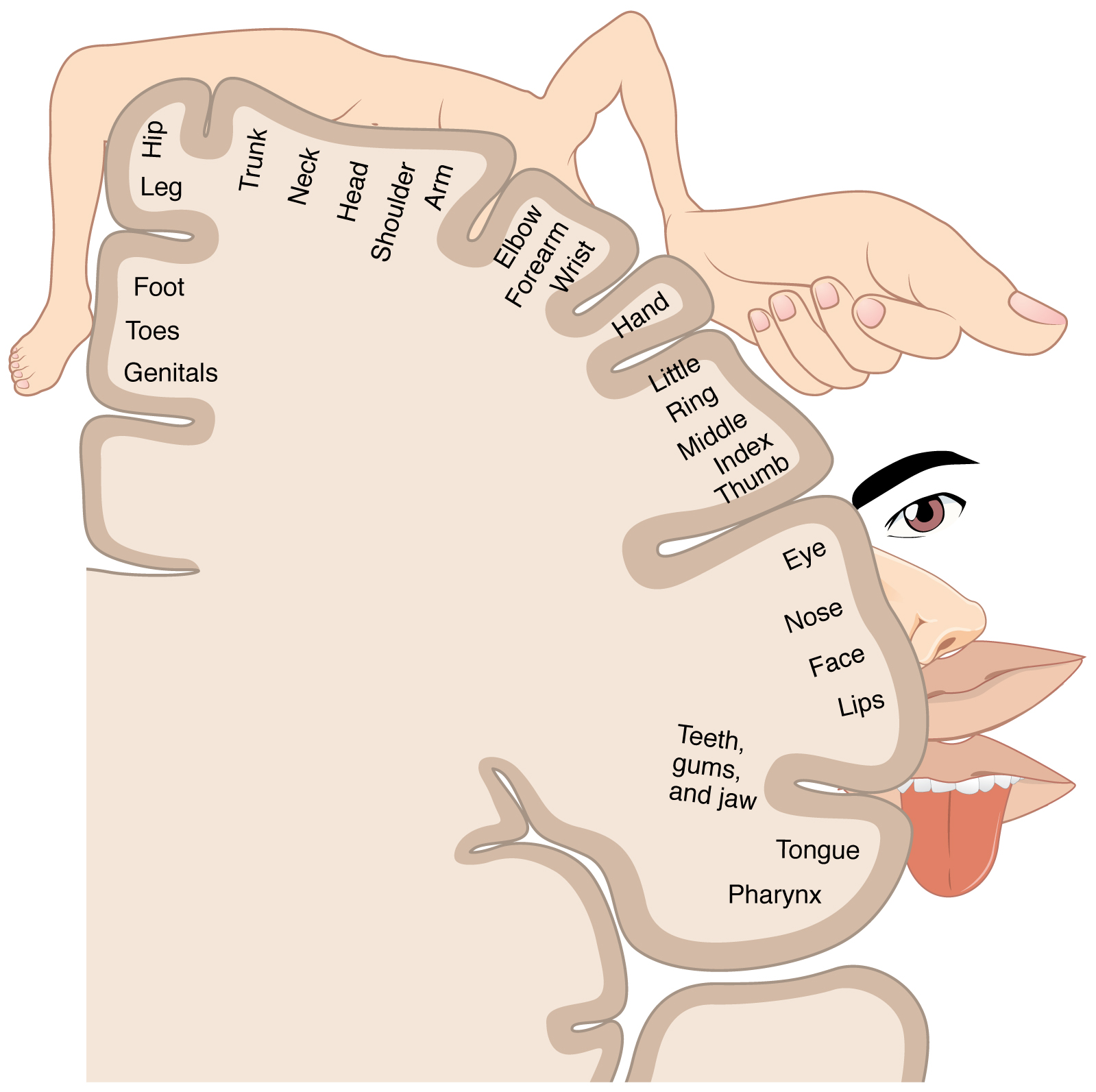 Sensory homunculus of primary sematosensory cortex.