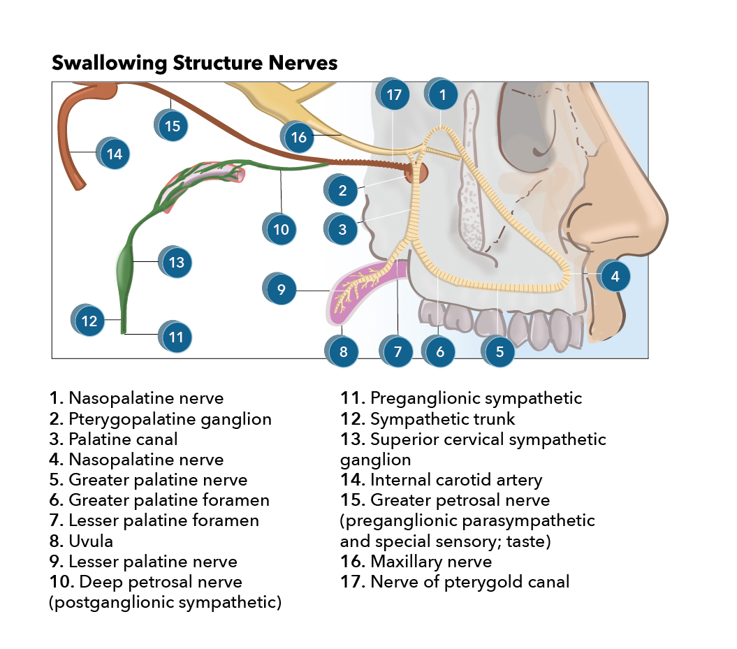 Facial nerve supply