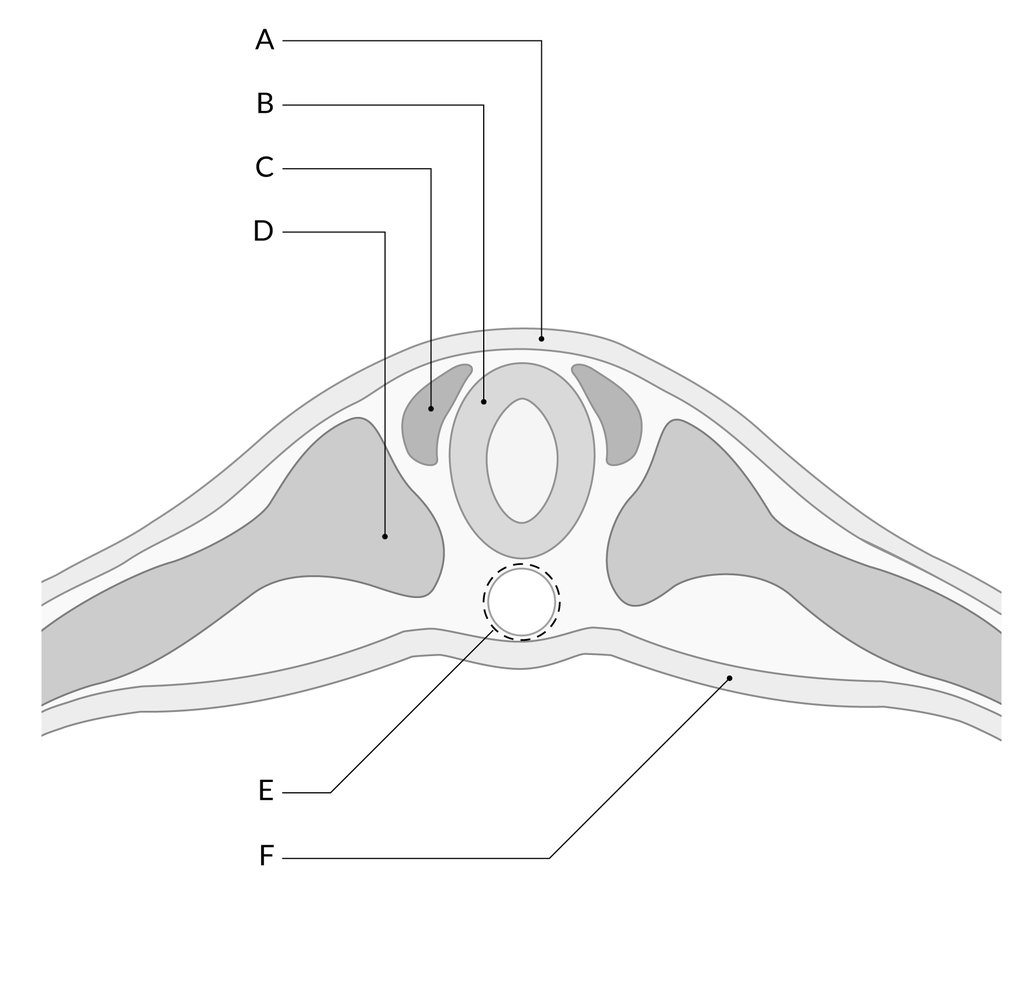 embryology of neural tube