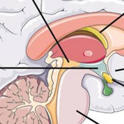 Central Nervous System (CNS) Effects of Tetrahydrocannabinol (THC)