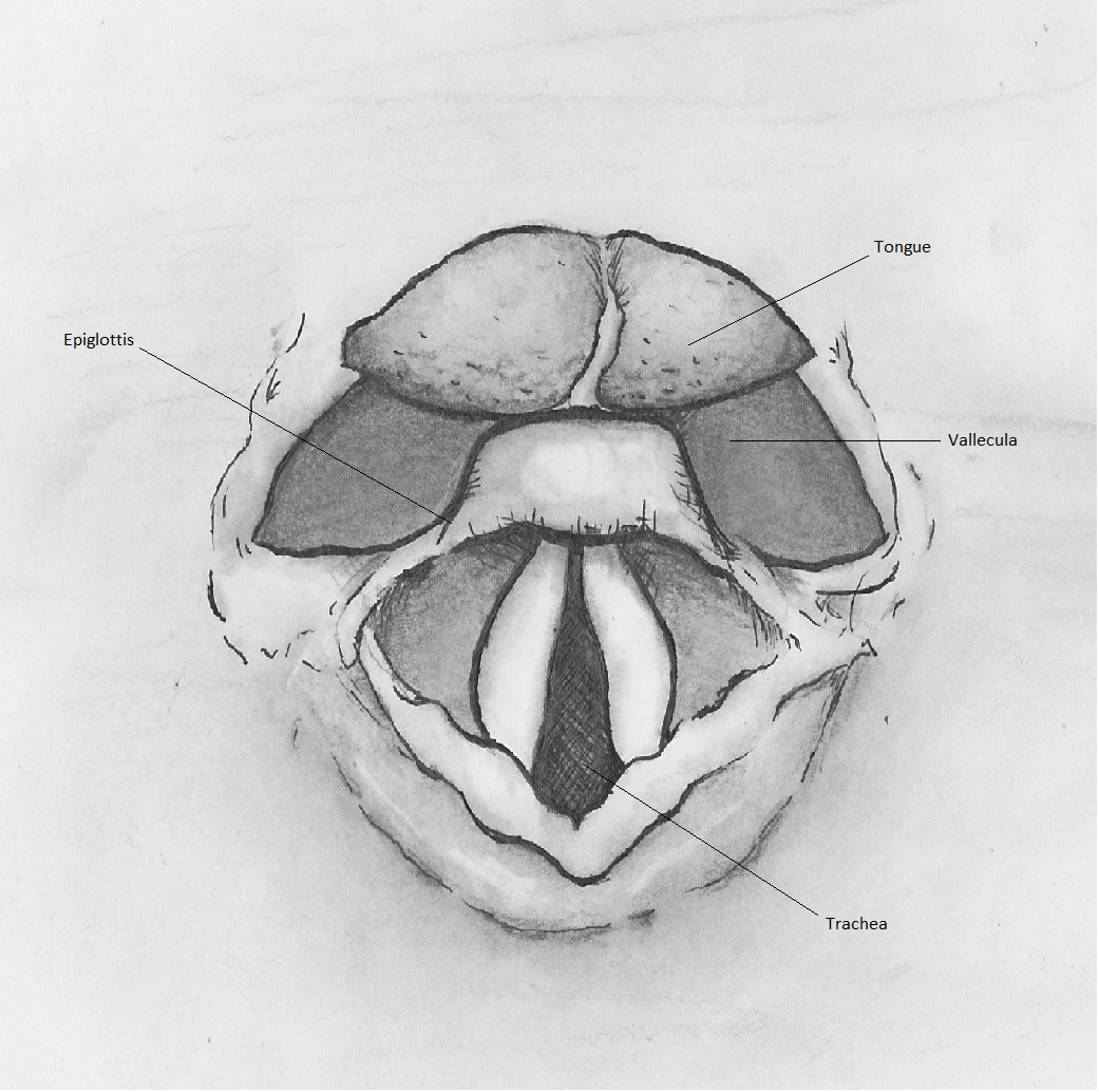 Superior View of the Glottis