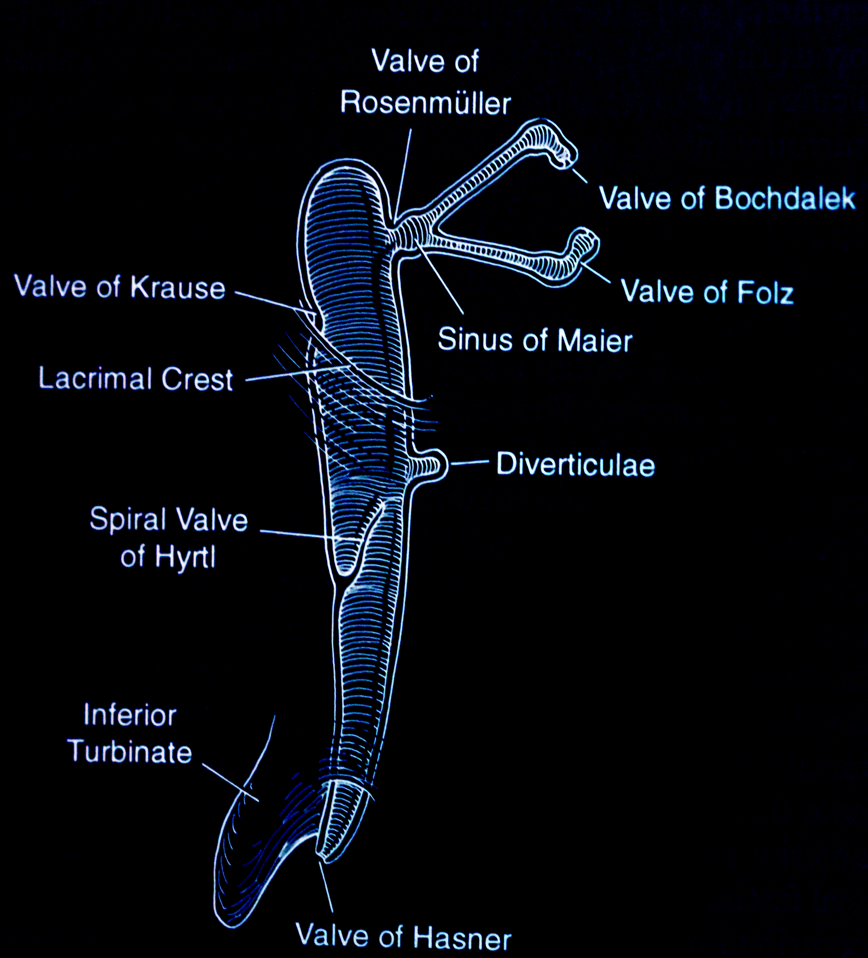 The various valves and sinuses of the excretory lacrimal system