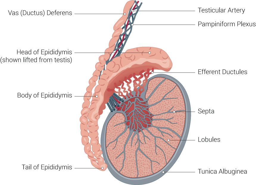 Testicle Illustration