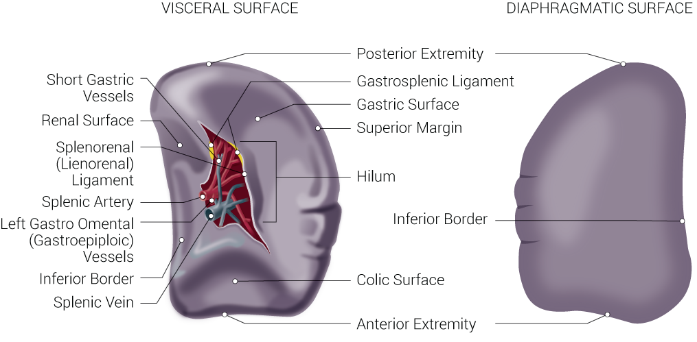 Spleen Anatomy