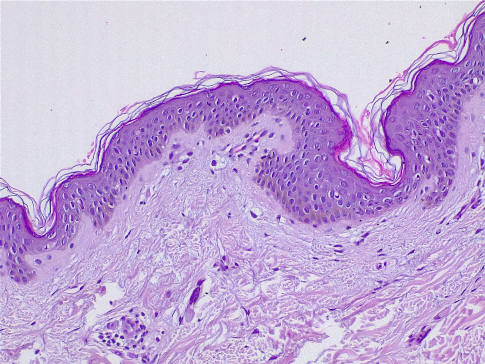 Skin histology