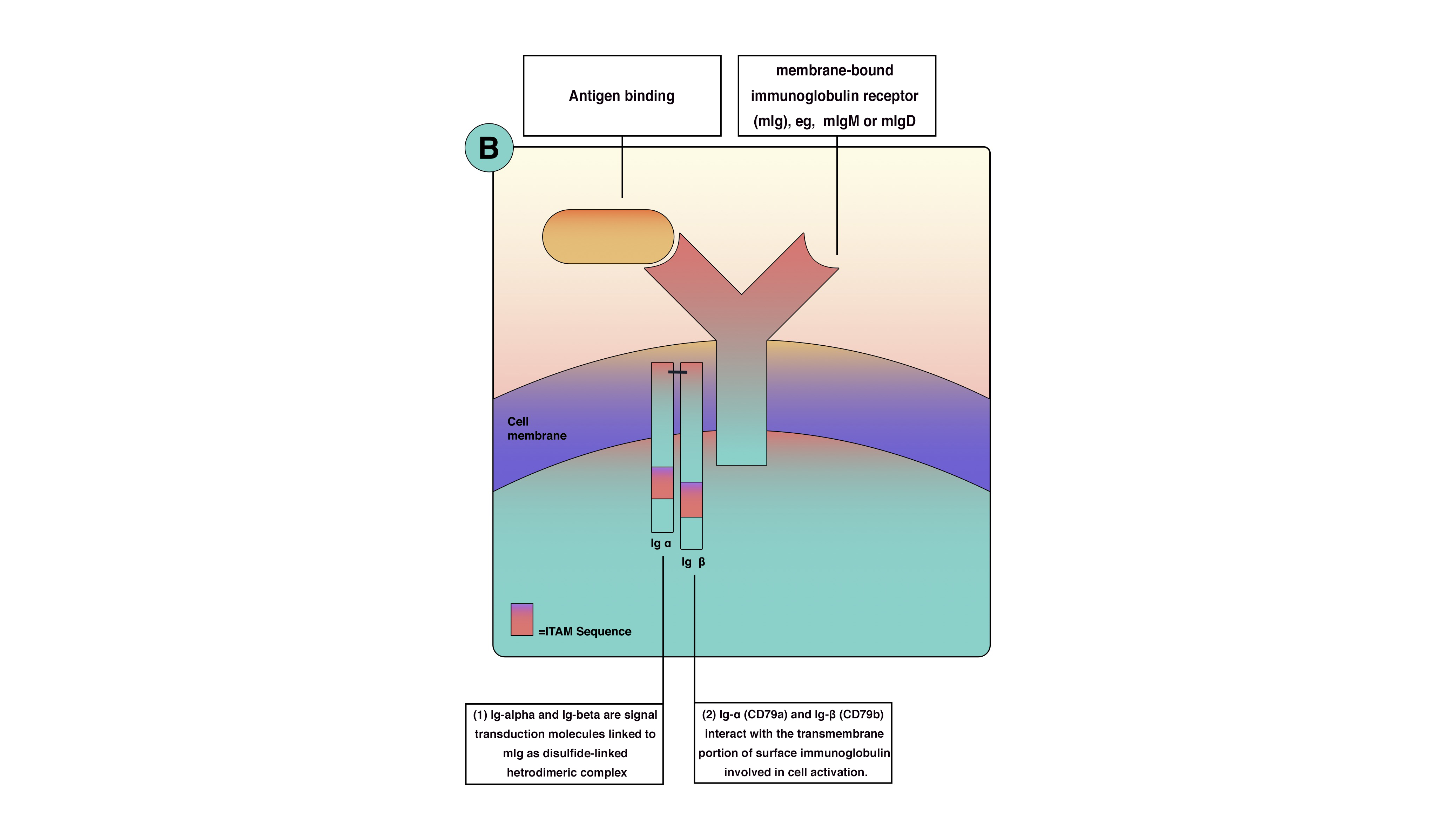 (figure 1) B-cell surface molecules cluster responsible for antigen recognition and B-cell activation.