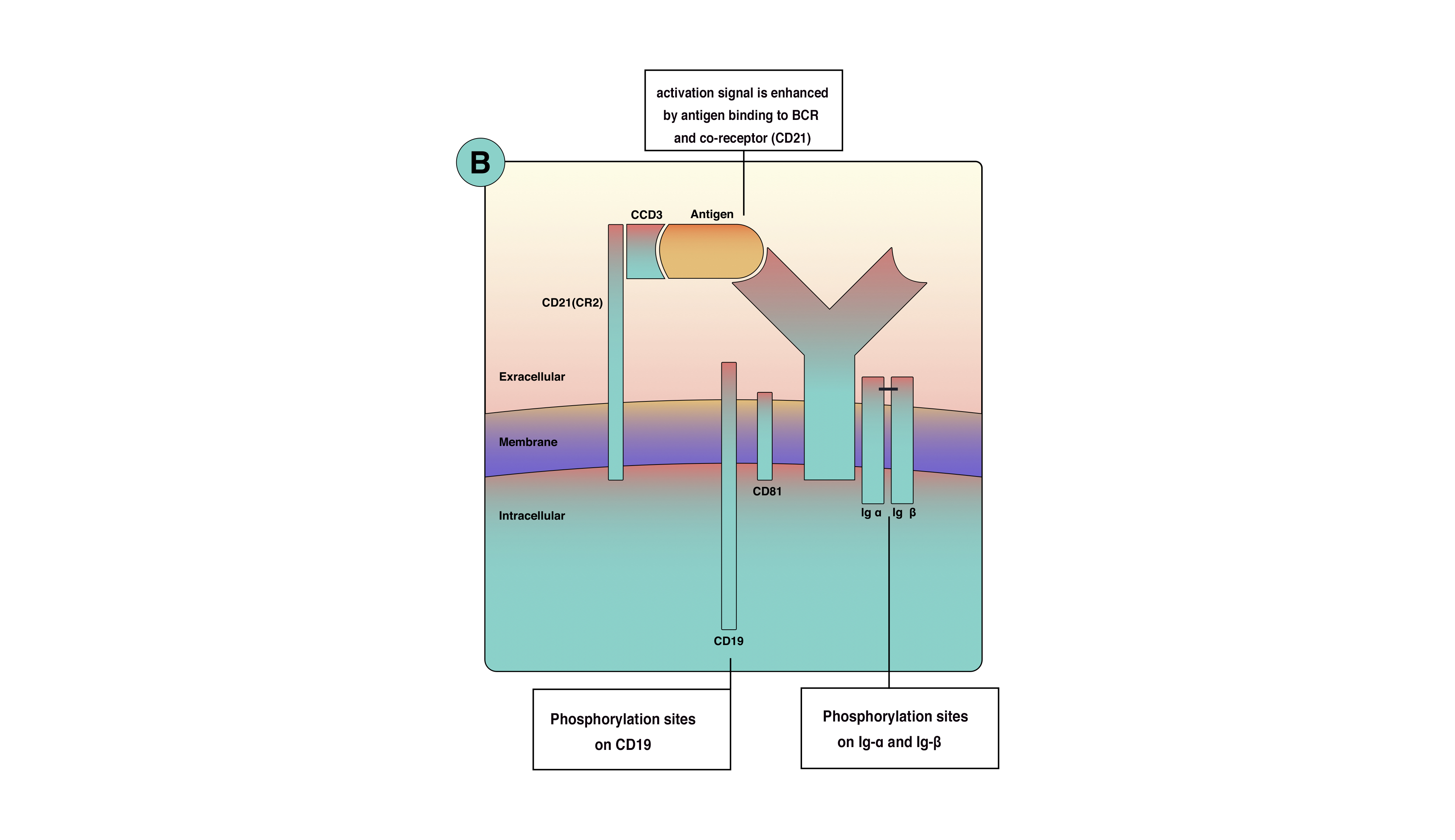 this image shows the component of B cell surface receptor cluster and activation by mean of antigen and complement system