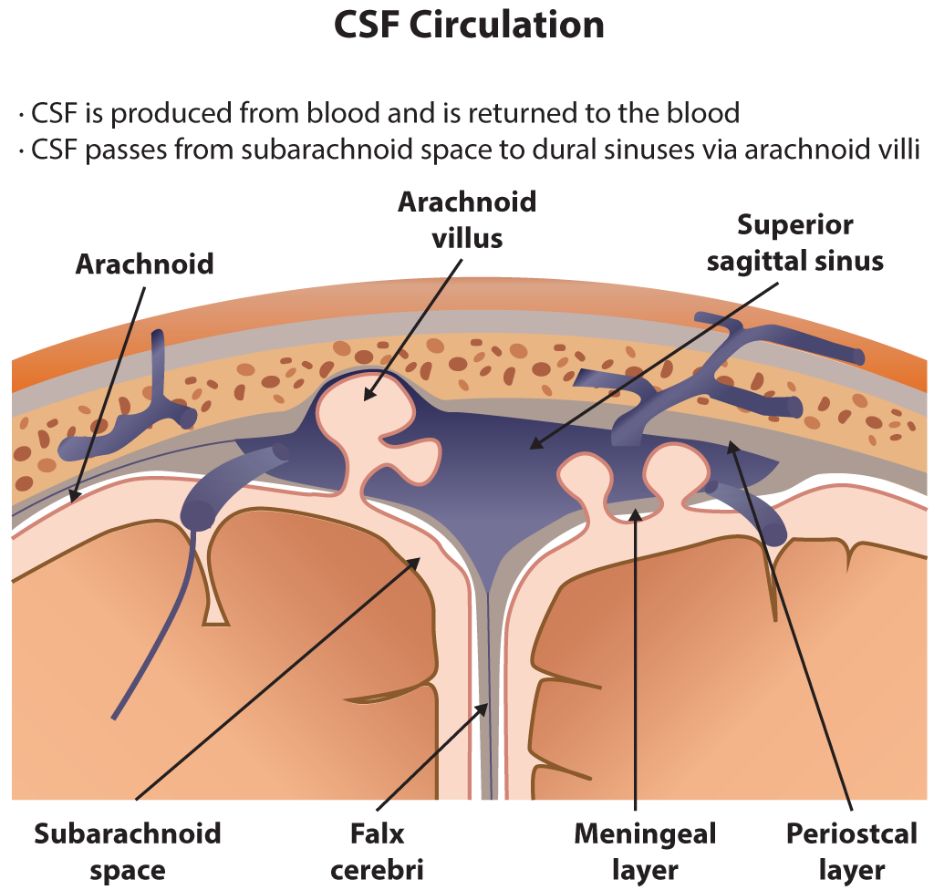 CSF Circulation