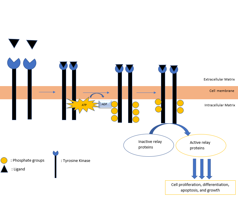 Figure 1: Tyrosine Kinase Protein Mechanism