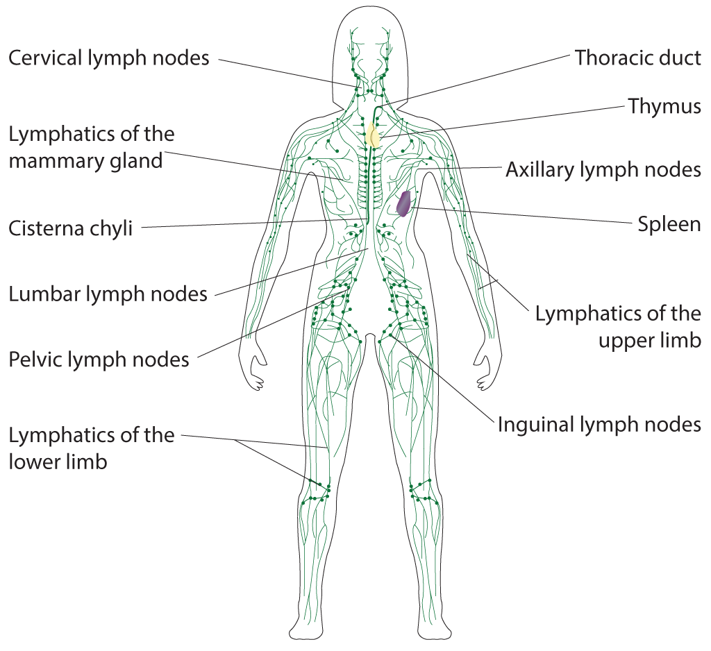 Lymphatic System