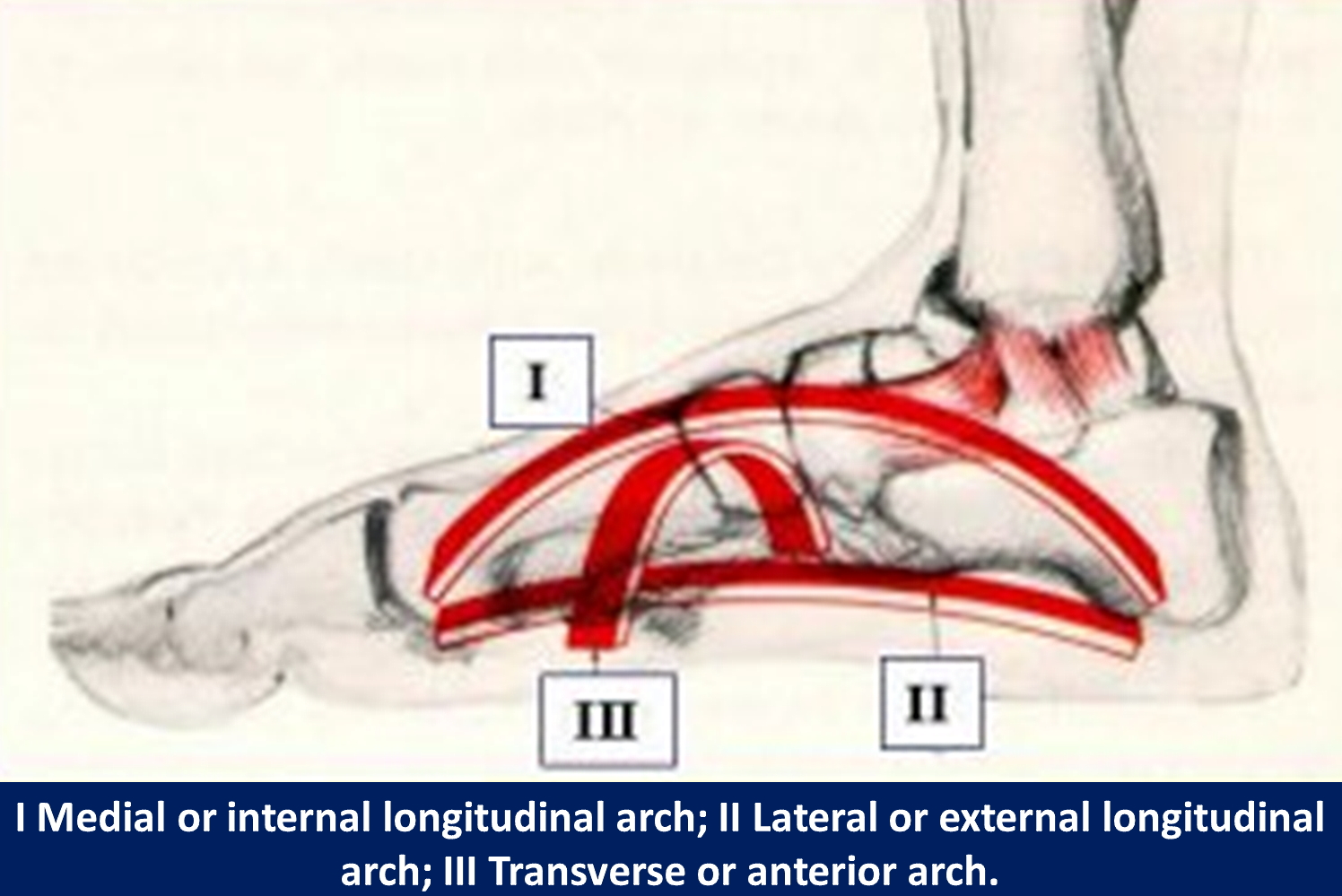 The arches of the foot.