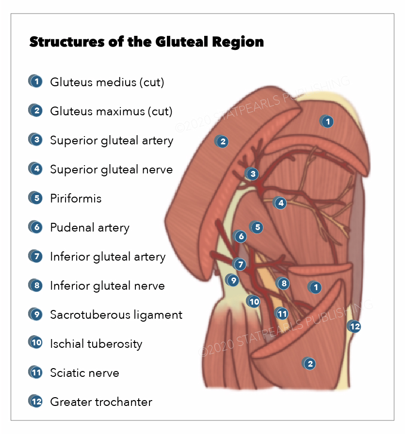 Structures of the gluteal region