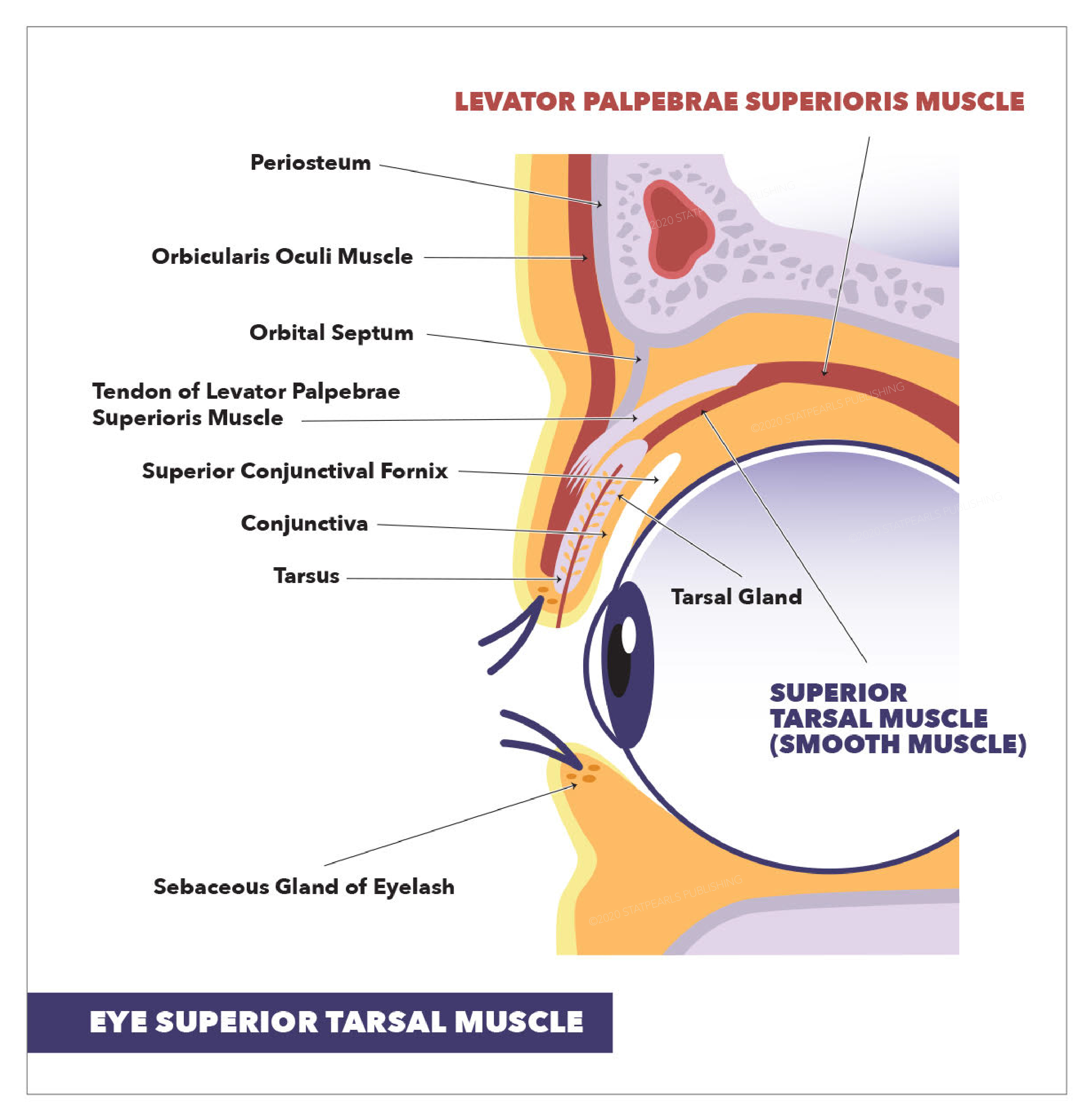 Eye Levator Labii Superioris Muscle