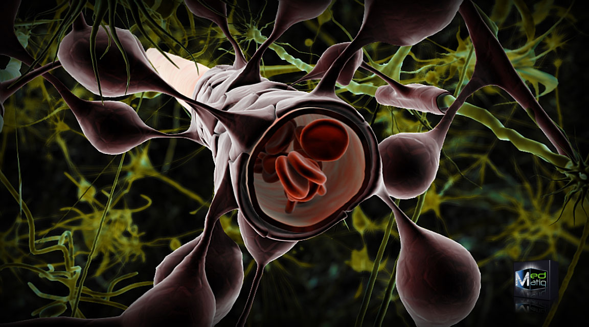 Blood Brain Barrier, the importance of the astrocyte foot process can be clearly seen.