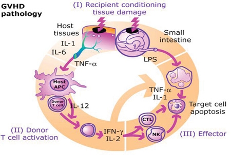 GVHD Pathogenesis (Figure 1)