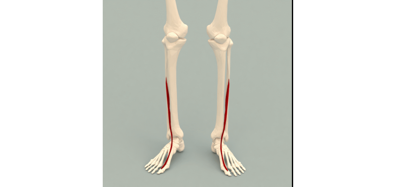 Extensor hallucis longus muscle