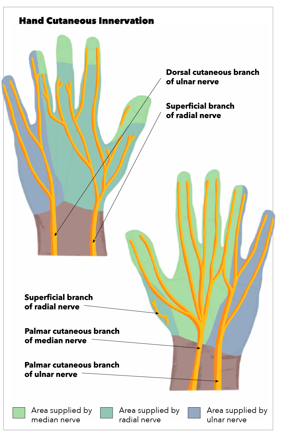 Hand Cutaneous Innervation, Superficial branch of radial nerve, Palmar cutaneous branch of median nerve, Palmar cutaneous bra