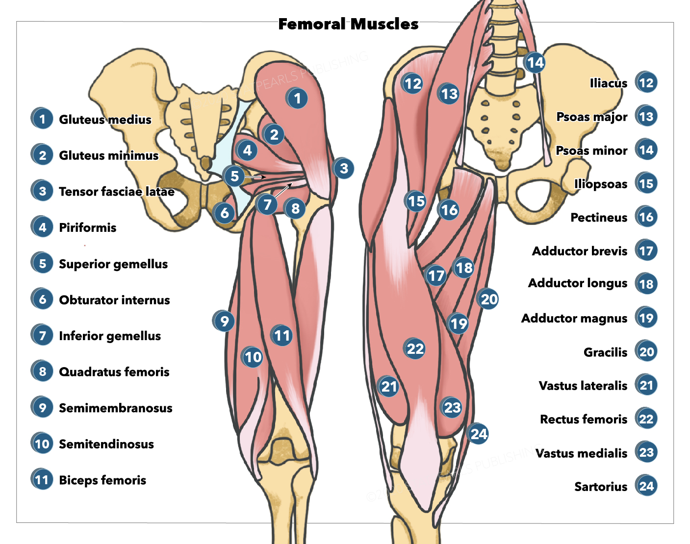 Femoral muscles, Gluteus medius, Gluteus minimus, Piriformis, Superior gemellus, Tensor fasciae latae, Obturator internus, In