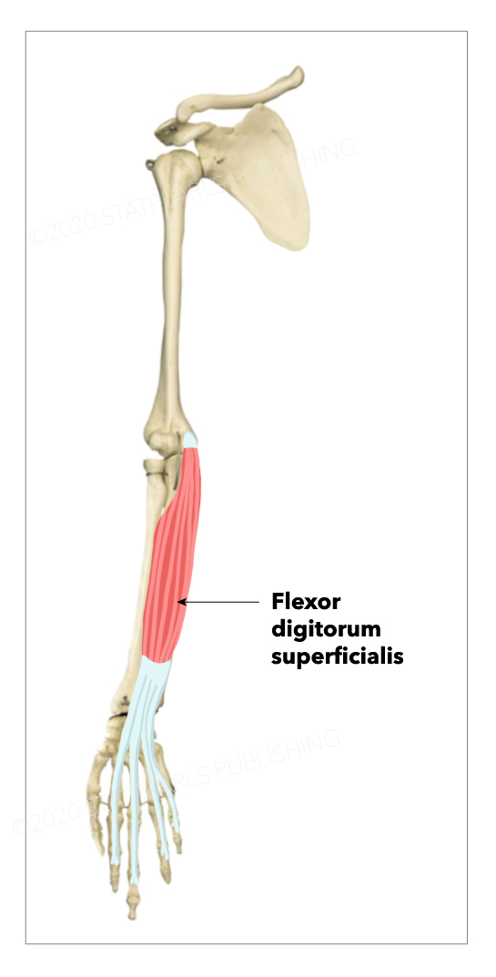 Flexor digitorum superficialis