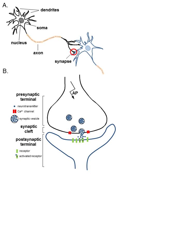 Figure 1: A