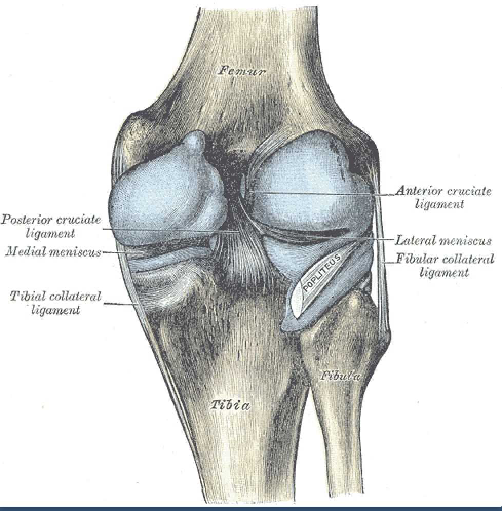 Knee Ligaments: Posterior cruciate, Medial meniscus, Tibial collateral, Anterior cruciate, Lateral meniscus, and Fibular coll