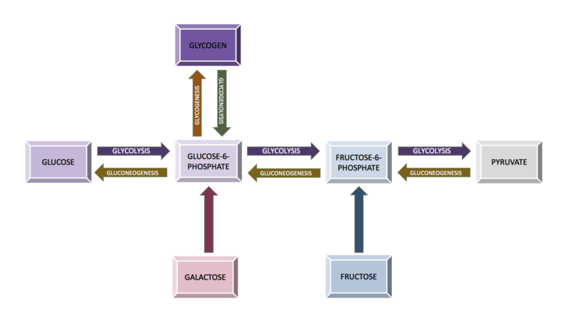 Diagram of the relationship between the processes of carbohydrate metabolism, including glycolysis, gluconeogenesis, glycogen