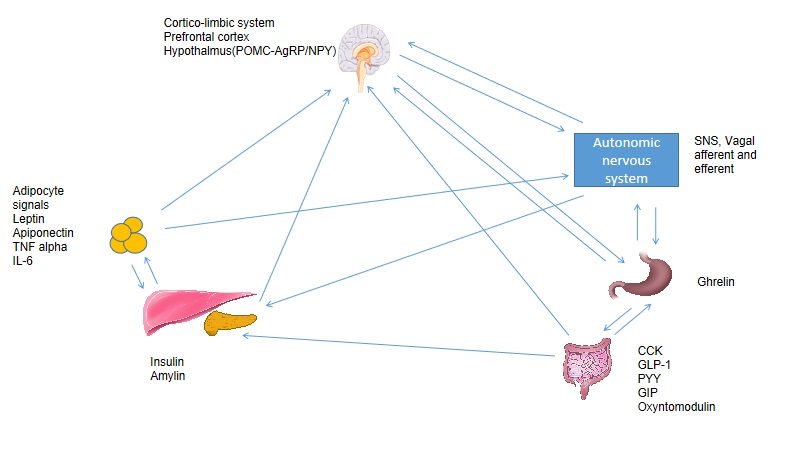 Central and peripheral control of weight and appetite