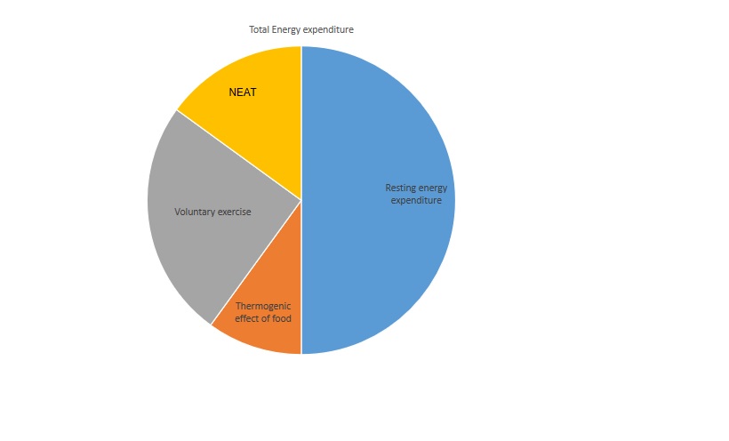 Total energy expenditure ( NEAT- Non exercise activity thermogenesis )