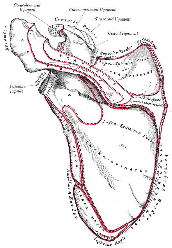 Scapula, Posterior, Dorsal, Coracohumeral ligament, Acromion, Biceps, coracobraquial, Coracoid Process, Coracoacromial ligame