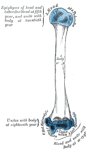 Humerus, Development, Plan of, Seven centers, Epiphyses, Tubercles, Lateral Epicondyle, Trochlea, Medial Epicondyle, Epicondy