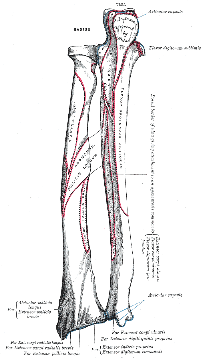 Ulna, Radius, Articular capsule, Triceps, Flexor digitorum sublimis, Flexor, Flexor profundus digitorum, supinator, Abductor 