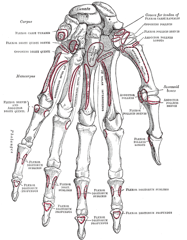 Volar, Left Hand, Carpus, Lunate, Navicular, Triangular, Pisiform, Hamate, Capitate, Flexor Carpi Ulnaris, Flexor digiti Quin