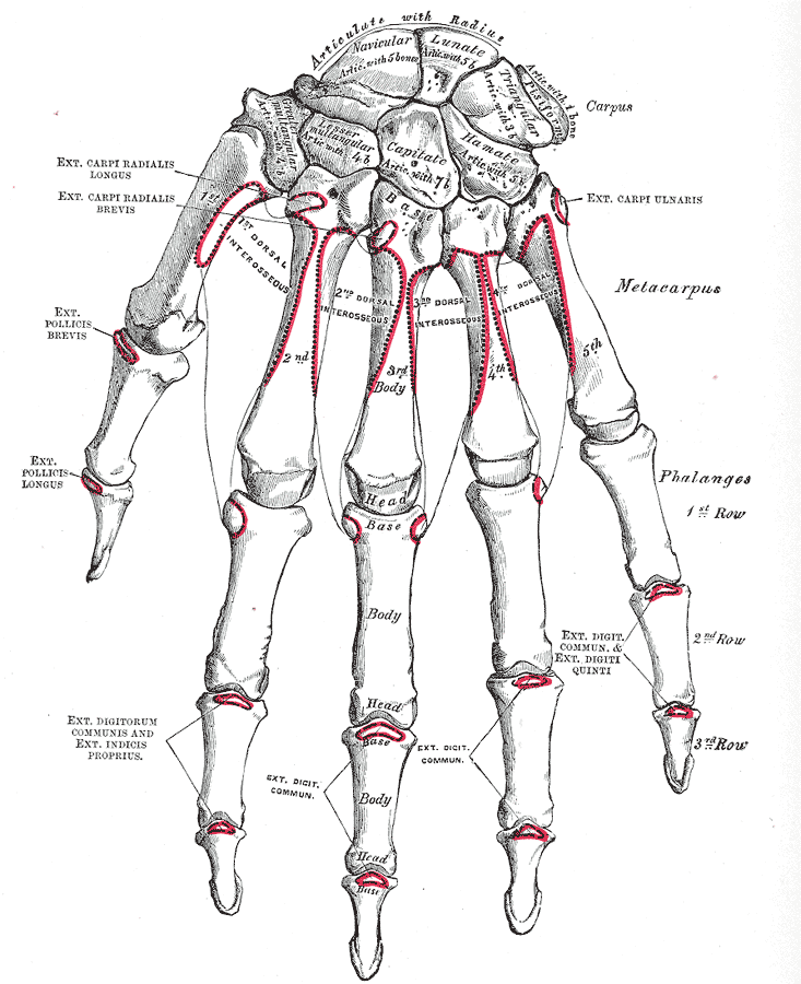 Right, Hand, Carpus, Metacarpus, Phalanges, Articulate with Radius, Navicular, Lunate, Pisiform, Triangular, Hamate, Capitate