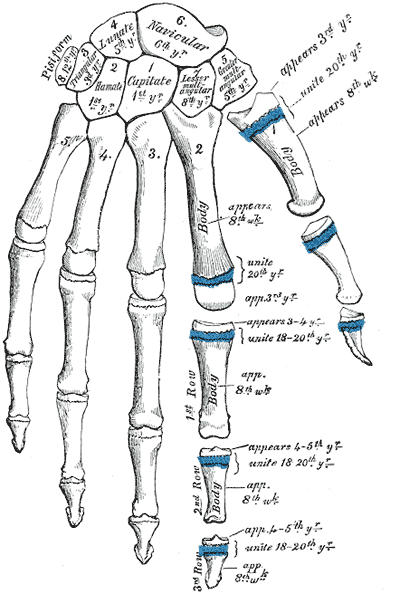 Development, Plan of, Hand, Pisiform, Triangular, Lunate, Navicular, Capitate, Hamate, Trapezoid, Trapezium, Phalanges, Metac