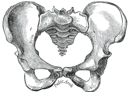 Pelvis, Female, Pubic Arch, Brim of lesser Pelvis,