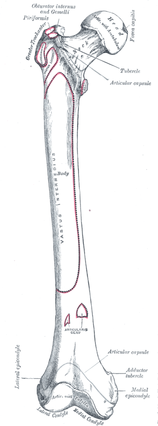 Femur, Right, Obturator internus, Gemelli, Piriformis, Greater Trochanter, Fovea capitis, Tubercle, Vastus Lateralis, Vastus 