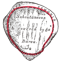 Patella, Anterior, Quadriceps, Femoris, Subcutaneous, Burs, Ligament Patella,
