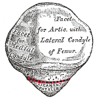 Patella, Posterior, Medial Condyle, Ligament Patella, Lateral Condyle of Femur,